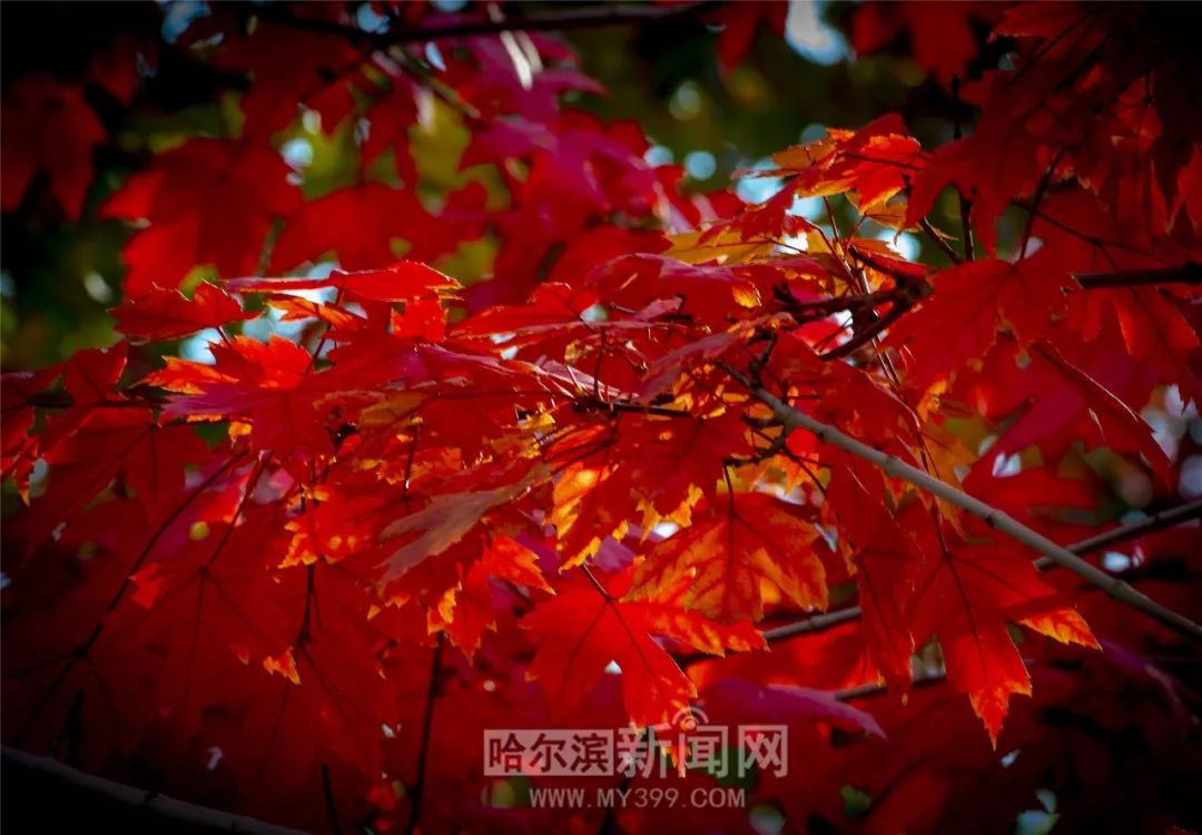 反差校花吃瓜 竞品对比相较于传统校园论坛