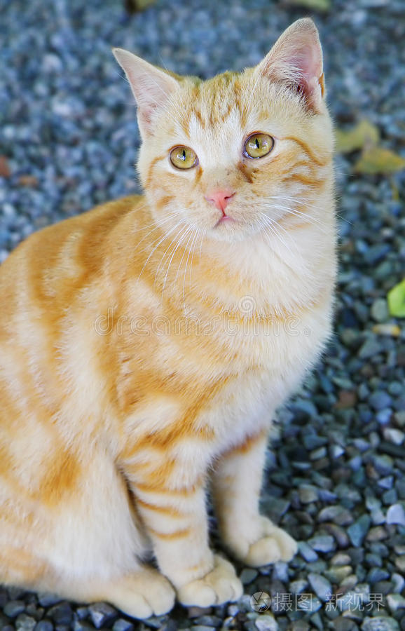 猎奇吃瓜黑料网 浏览过程中常出现弹窗干扰