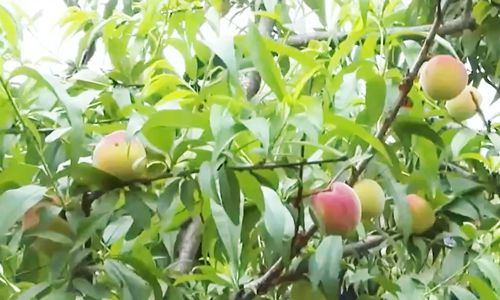 板子视频 《Wacom数位屏开箱与体验》