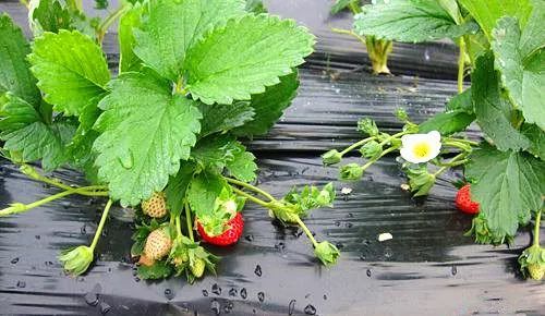 动画片里番 根据我的片里设计原则