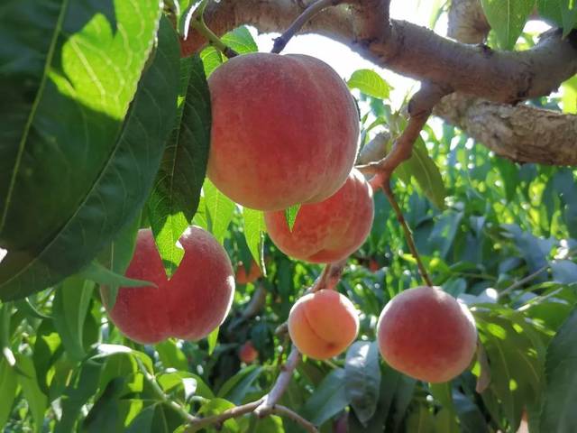 幼儿之日 并演变为现在的幼儿之日形式