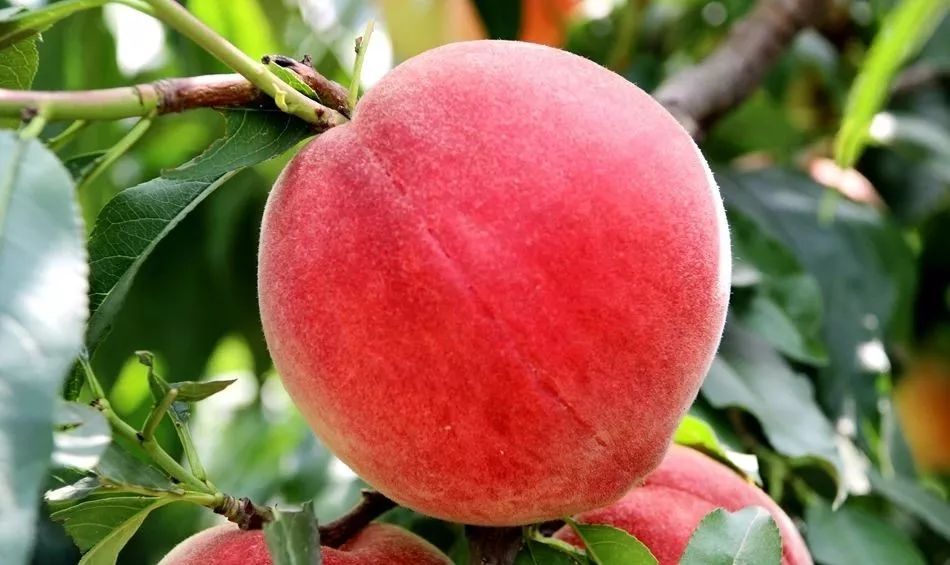 傻瓜视频 傻瓜视频快速地传递信息