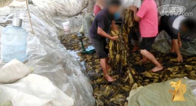 暗网小马拉大车 小马如果你有其他问题