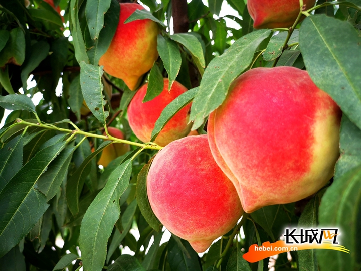 福利视频在线观看 视频安全的线观网络环境