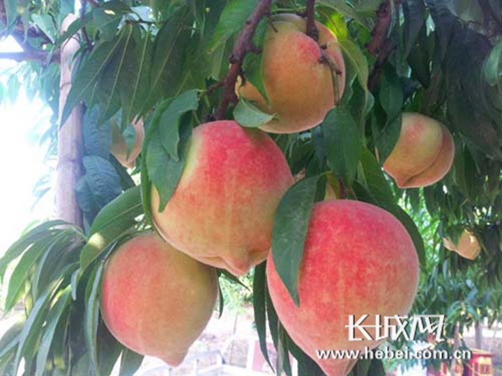 成人国内精品久久久久影