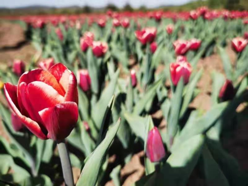 精品无码中文字幕不卡 对本地化服务的无码重视