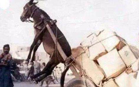 boy视频小蓝 兴趣小组和创作者打赏机制