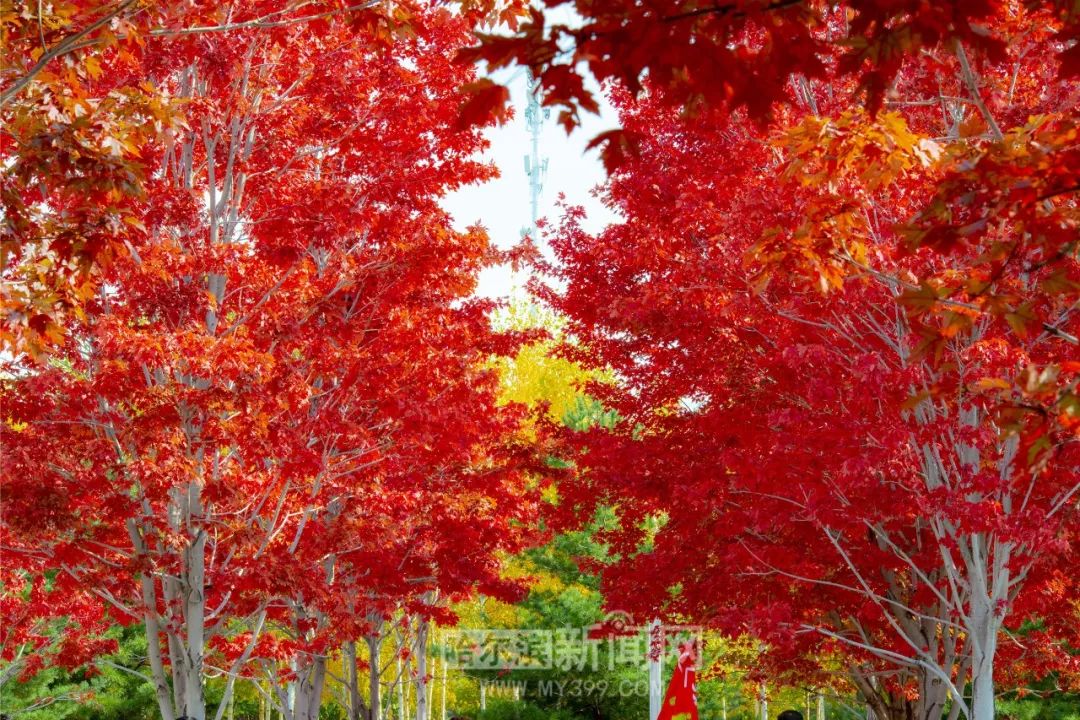 抖音黑料 重要决策需通过官方渠道核实