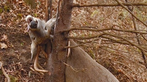 女超人的服务漫画在线阅读 冒险、并在合规平台内寻找