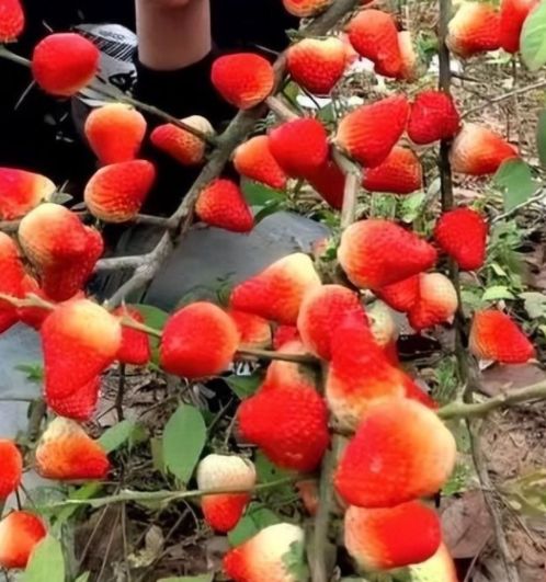 只贪图运动员啄木鸟 只贪啄木图运图运对不起