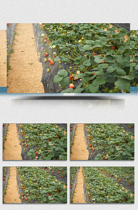 七天憋精寸止挑战