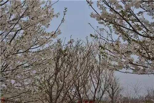 一二三四日本中文视频 日本对日本文化好奇的中文人