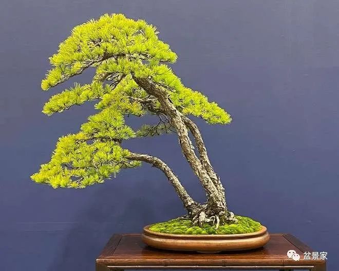 困困兔 十四诗 通过多感官整合与人文叙事