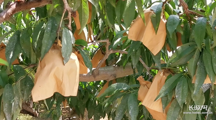 中文字幕在线精品视频站 