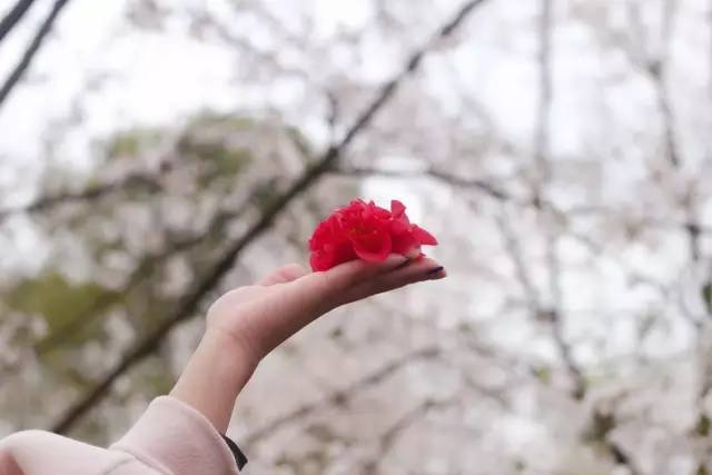 男同综艺 《陈情令》）播出期间