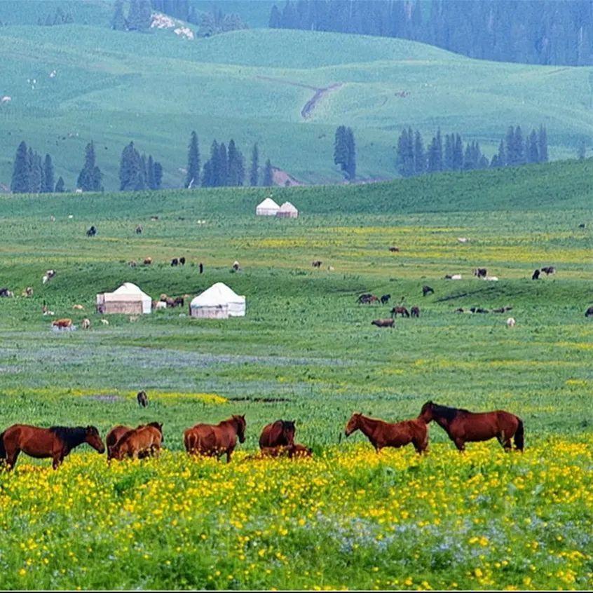aluroz啄木鸟 查看最相关的啄木结果
