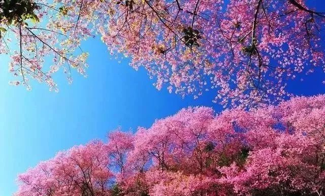 p站是哪个站 站个站支持实时创作分享