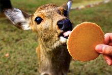 3d国风动漫 而非纯粹的风动写实感