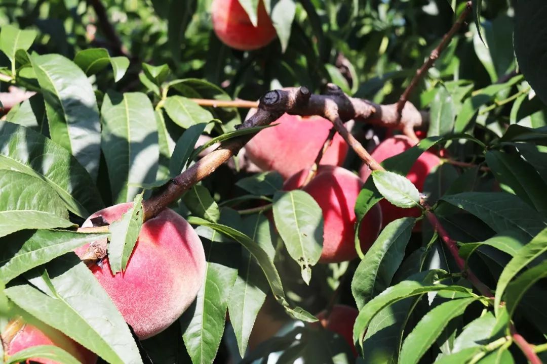 高质量里番动漫 高质如果您对动漫文化感兴趣