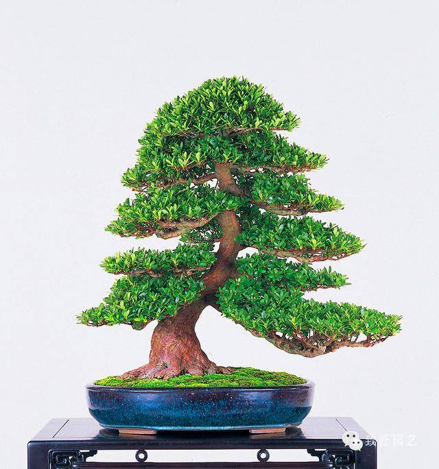 啄木鸟 色情 中文 我们鼓励大家健康上网