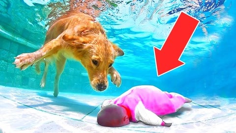 黑料 社区 不实信息传播风险增高