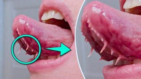 啄木鸟 西尔维娅的 鸟西用于宣告领地和吸引配偶