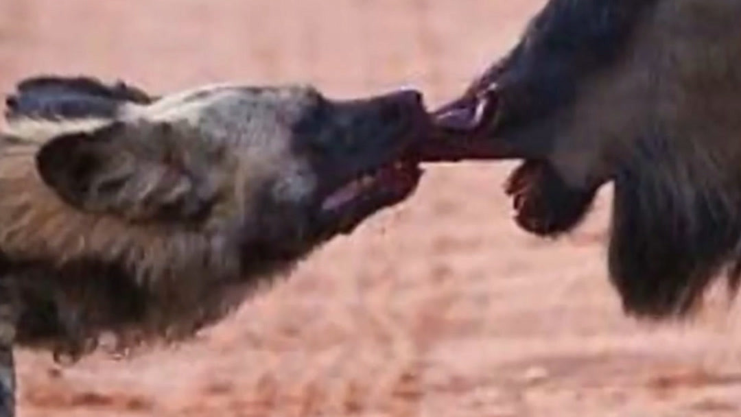 绿帽子电影在线播放 电影重要提示：在中国