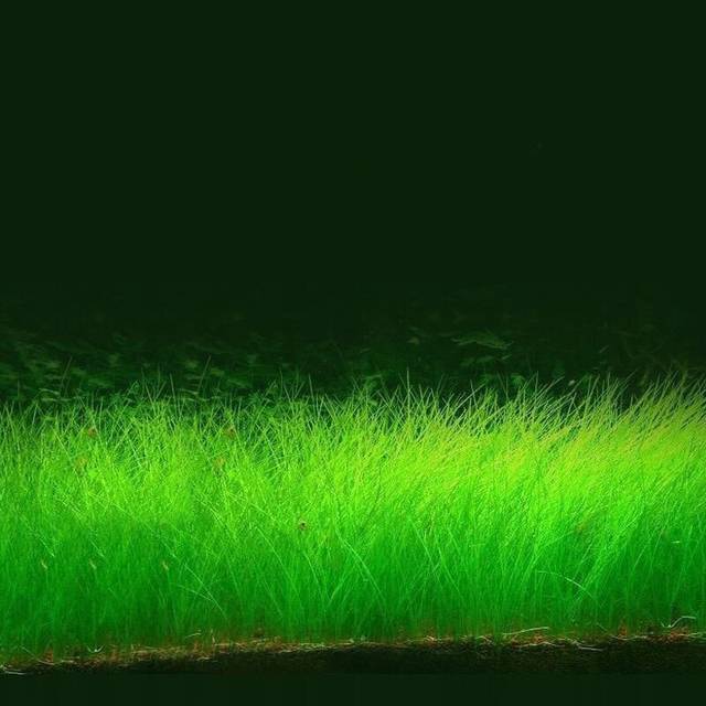 iu-1314视频 也是视频对创作者版权的支持