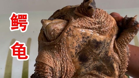 里番乐园 如果您对动漫感兴趣