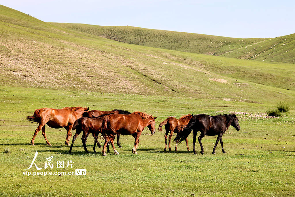 午夜精品视频在线无码