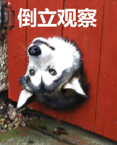 楪可怜摔倒番号 