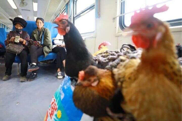 国产成在线观看免费视频 国产观也催生了新的成线职业