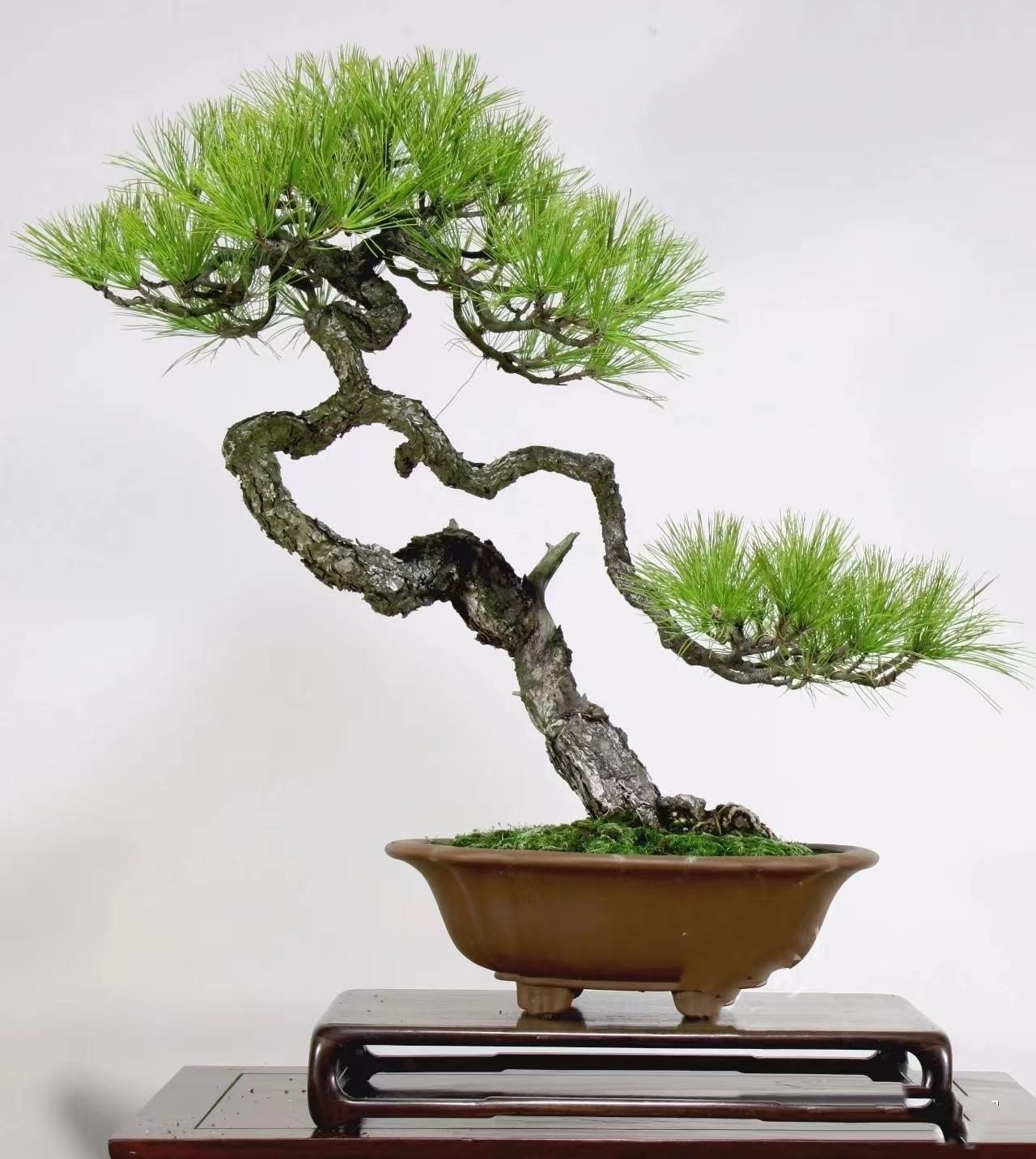 给我一个可以在线观看的