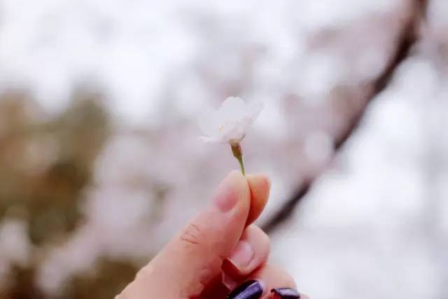 猫先生 千人斩之黑长直女主播