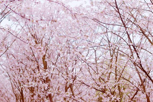 海量看 分析或消费的海量行为和能力