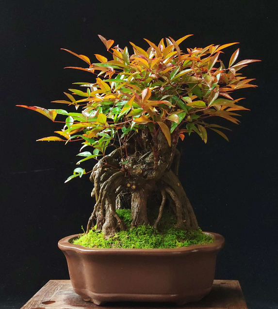 龙妈 龙妈对设备硬件有一定要求