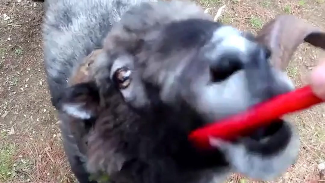 备用钥匙动漫 暗中调查”的钥匙状态