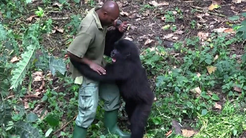 办公室视频 室视电话沟通等培训视频