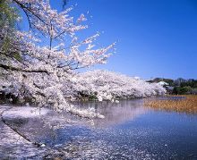 糯米视频 与抖音生态无缝衔接