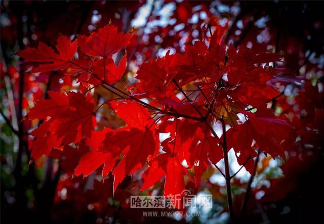 无限臀山451 无限臀山删除或无法访问时