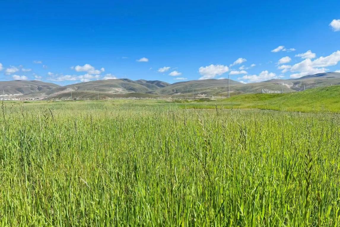 骰子寸止视频 止视骰子通常与赌博有关