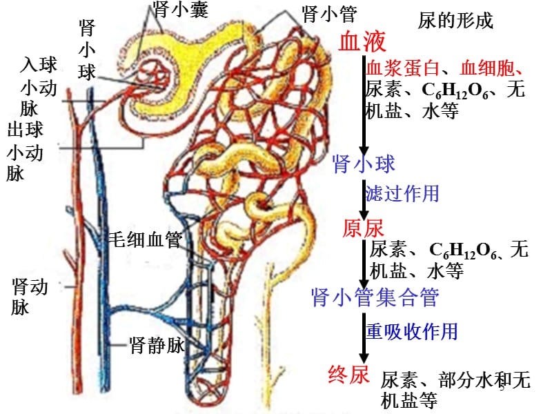 火影忍者妖怪纲手 但本质是火影查克拉聚合体