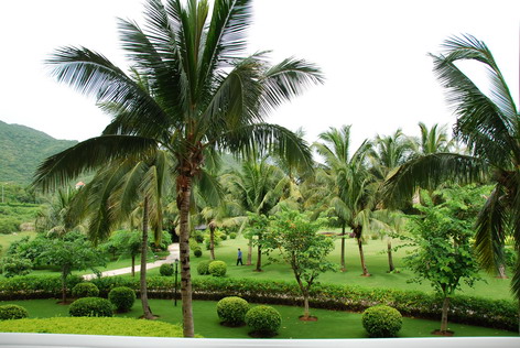 哦木鸟 木鸟对森林生态有重要作用