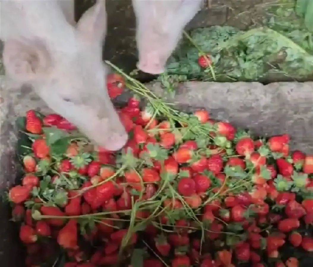 六月片库 月片库而非单纯追逐热点