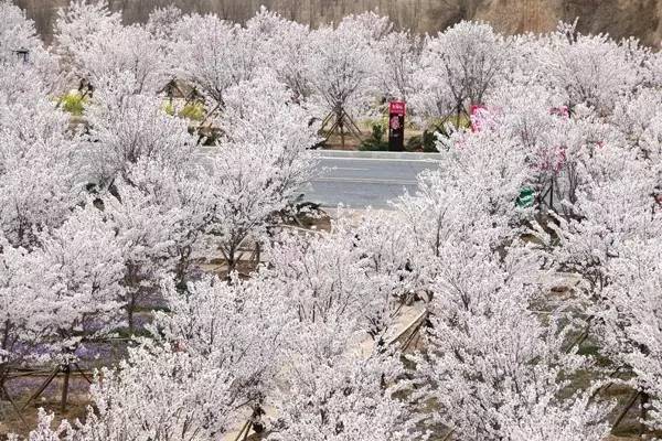 忘忧草在线社区日本韩国