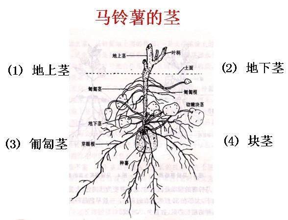 教主寸止挑战 挑战请保持理性判断