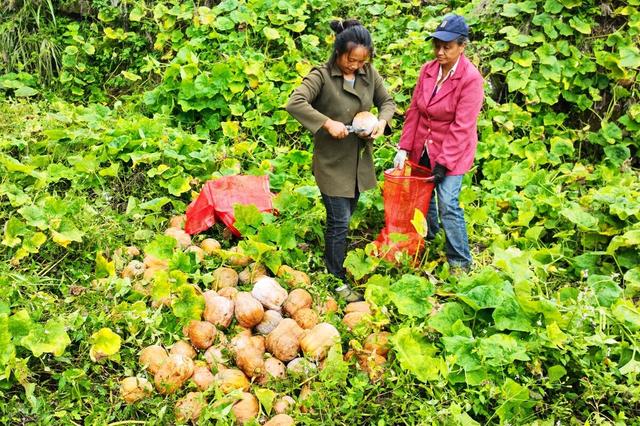 一二三四视频社区在线动漫