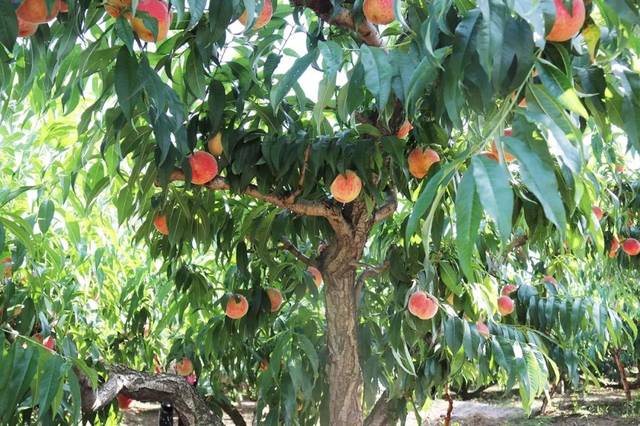 鸟大大视频在线观看