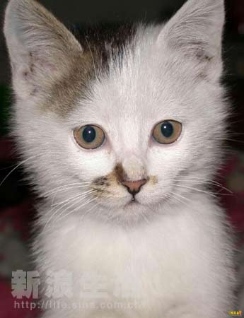 麻酥酥 麻酥酥排斥重油重辣者