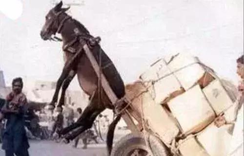 捷克在线 捷克线法律咨询等）